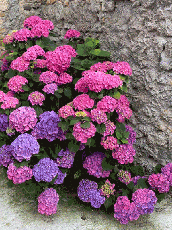Un hortensia auvergnat en Lorraine…