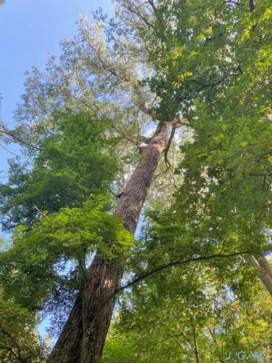 Dans le parc de Sarrelouis