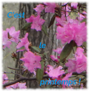 V logo printemps